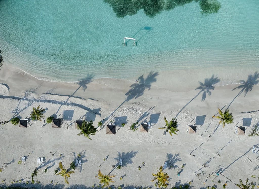 An overhead view of palms casting long shadows across the beach